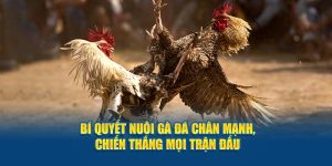 Nuôi Gà Đá Chân Mạnh