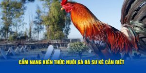 Kiến thức nuôi gà đá